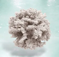 Beige Coral Ball Set Of 6